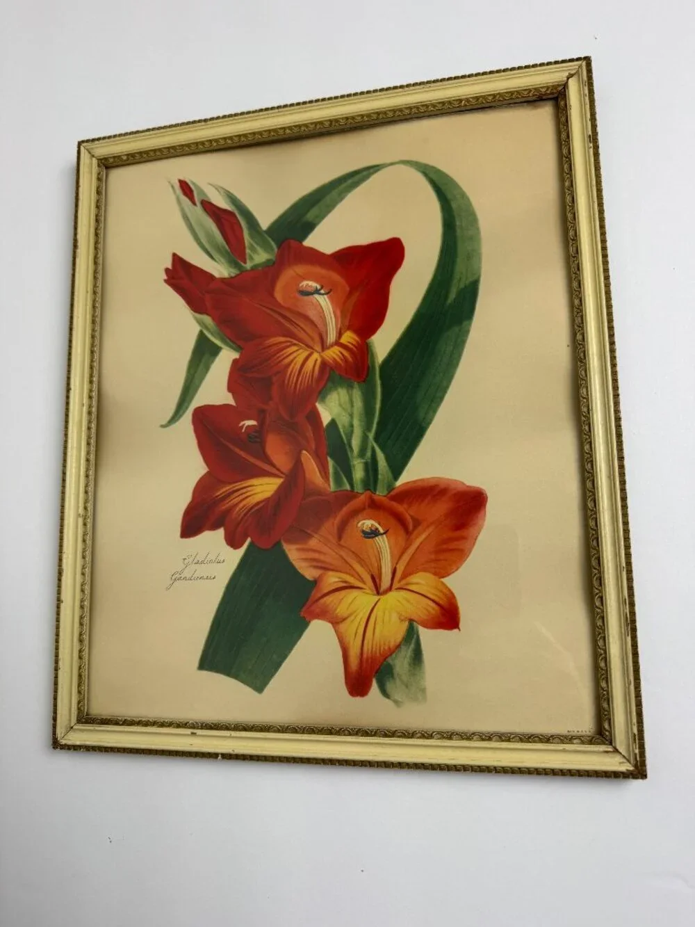 Vintage Joseph Paxton Gladiolus Gandiensis Flower Framed Botanical Watercolour